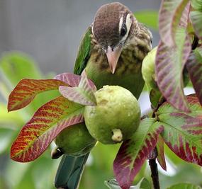 Bird on guava tree