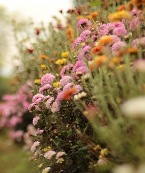 Colourful flowers on a plant