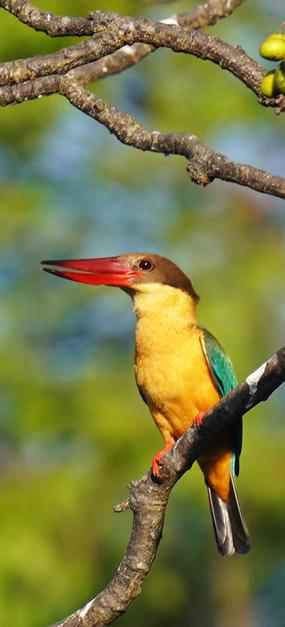 Colourfull bird on branch of tree