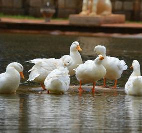 Duck in the lake