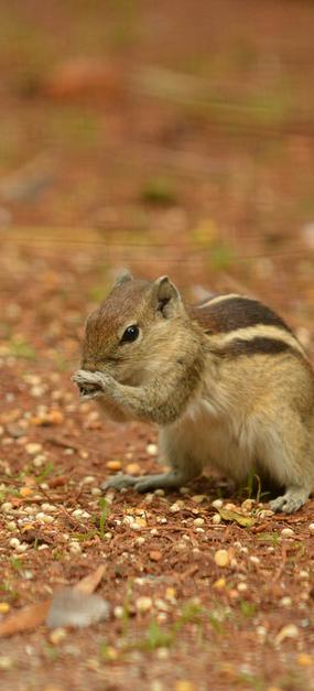 Squirrel on the ground