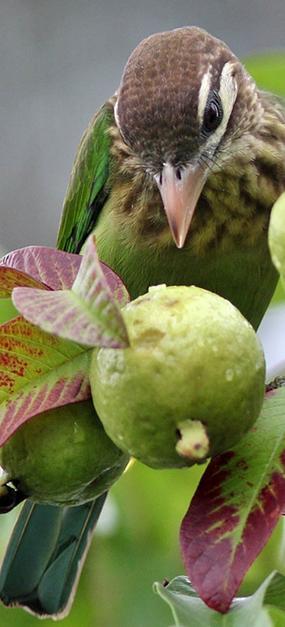 Bird on guava tree