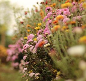 Colourful flowers on a plant