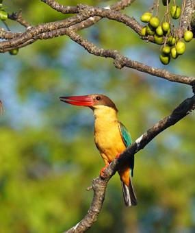 Colourfull bird on branch of tree