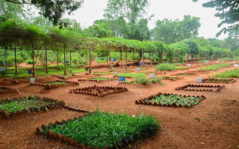 Permaculture in The Art of Living International Center